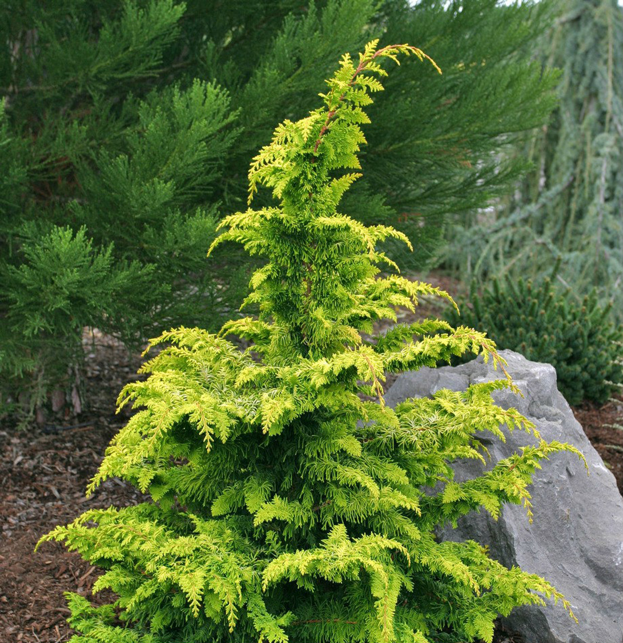 Chamaecyparis obtusa ' Fernspray Gold ' Golden Hinoki Cypress Kigi