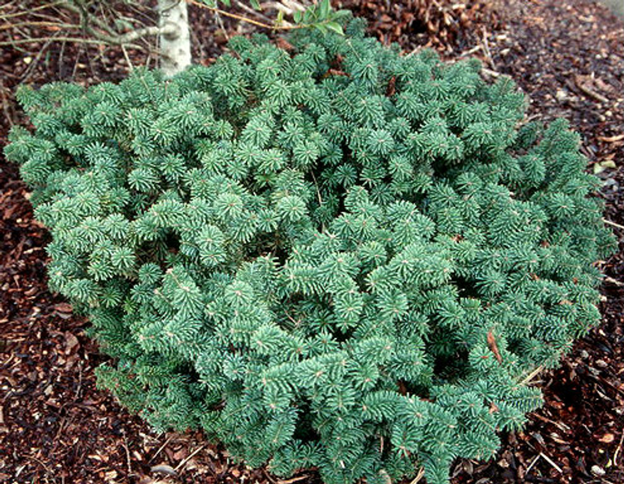 Abies balsamea � Nana � Dwarf Balsam Fir Kigi Nursery