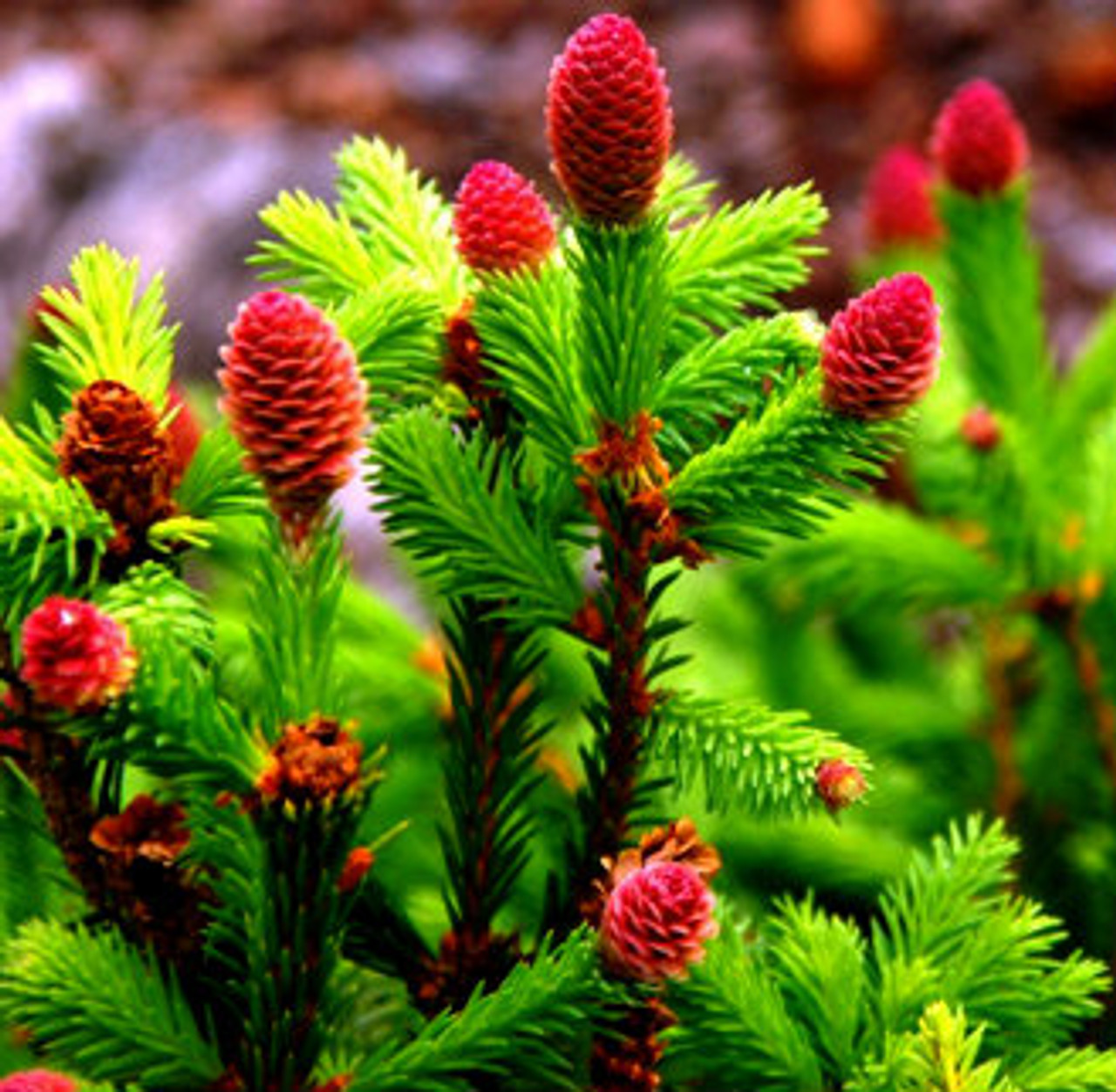 Picea Abies Pusch | Dwarf Norway Spruce For Sale Kigi Nursery