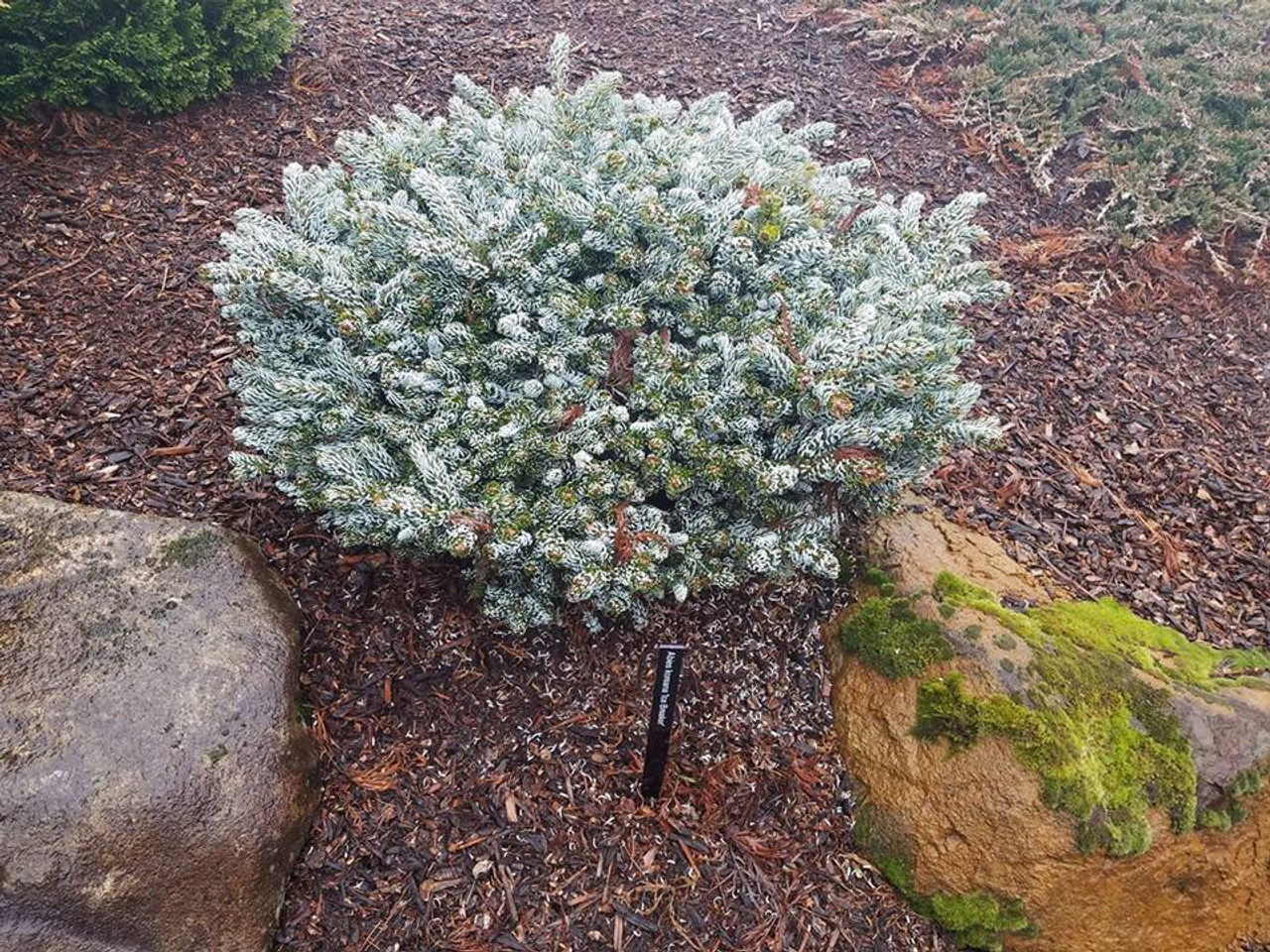Abies koreana ’ Kohouts Icebreaker ’ Miniature Korean Fir - Kigi Nursery