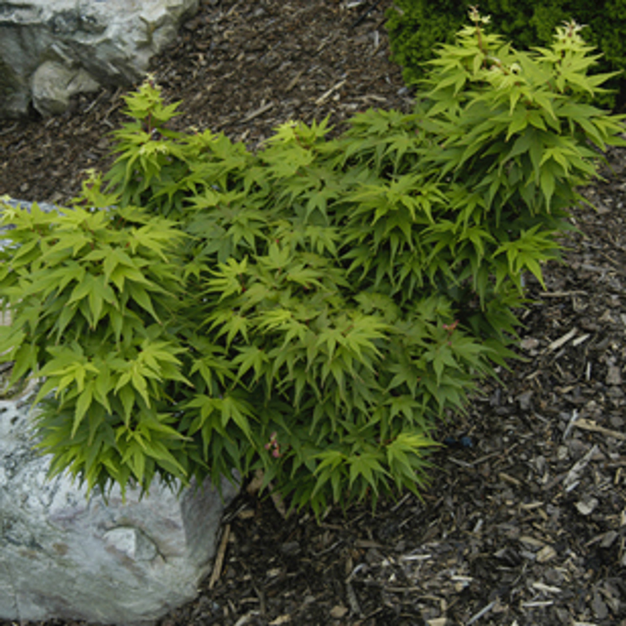 Dwarf Japanese Maple Tree