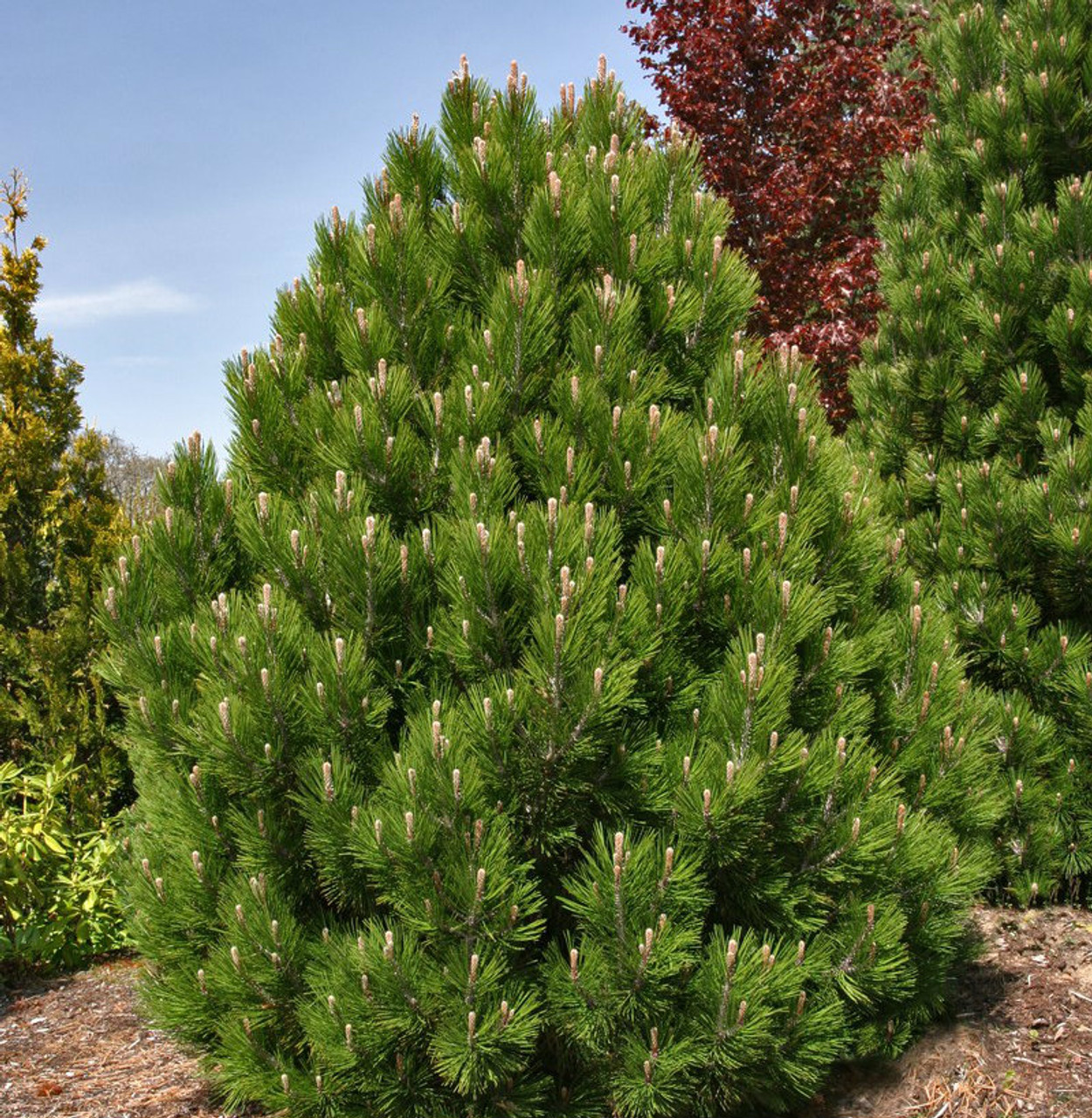 Pinus Leucodermis Heldreichii Mint Truffle Dwarf Bosnian Pine   PinusleucodermisMintTruffle 9583  86447.1481679367 