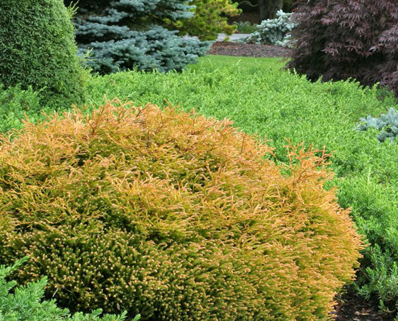 Thuja occidentalis ' Golden Tuffet ' Dwarf Yellow Eastern Arborvitae