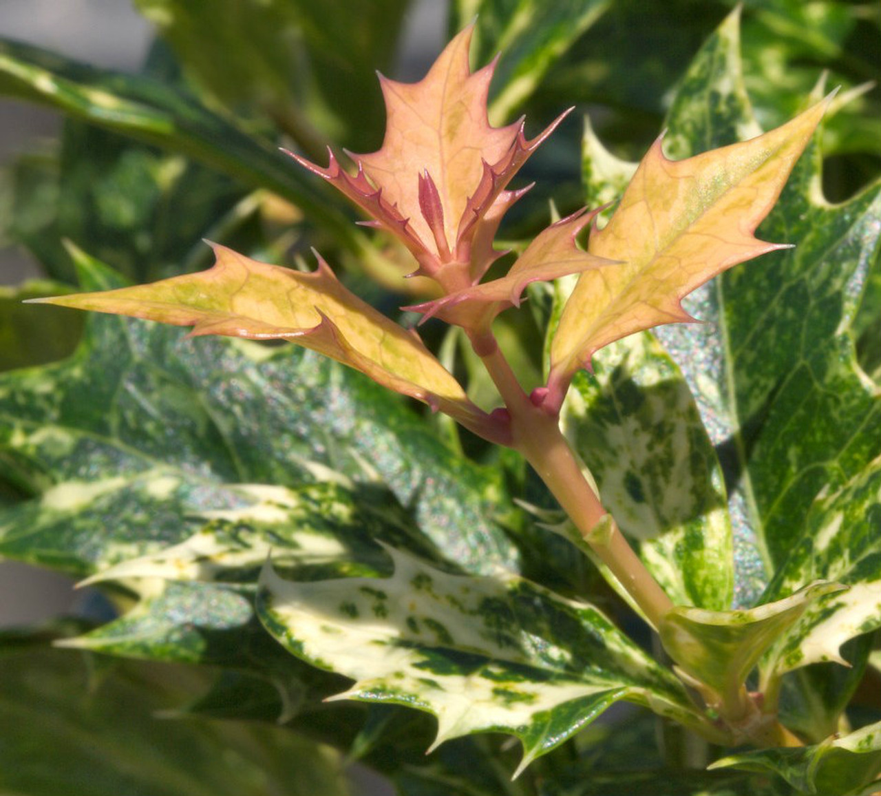 Osmanthus heterophyllus ' Goshiki ' Variegated Japanese False Holly