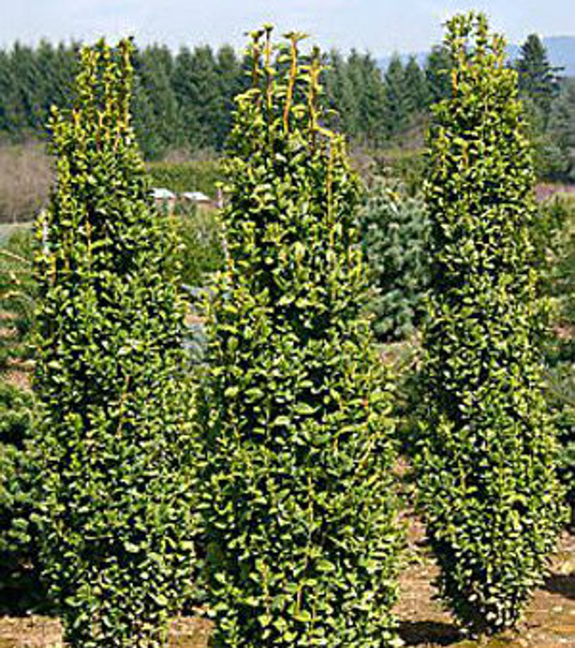 Buxus sempervirens ' Graham Blandy ' Narrow European Boxwood Kigi Nursery