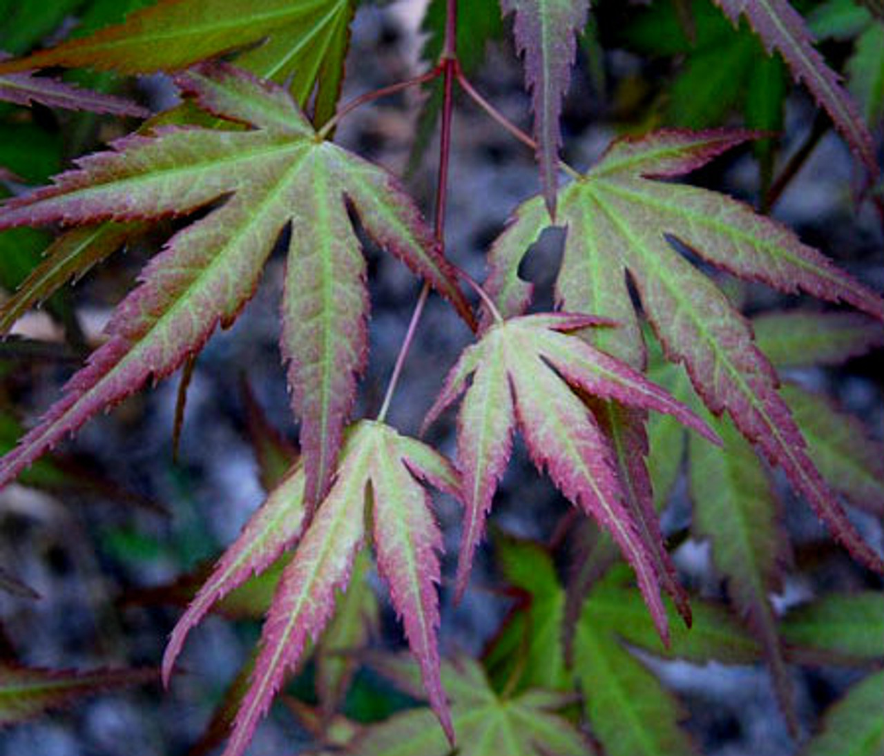 Acer palmatum ' Coral Magic ' Spring Pink Japanese Maple Tree - Kigi ...