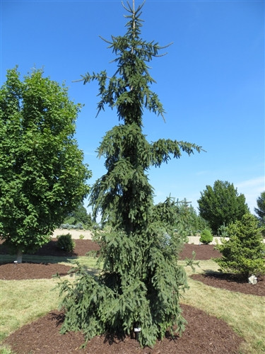 Picea abies ' Rothenhausii ' Weeping Creeping Norway Spruce Kigi Nursery