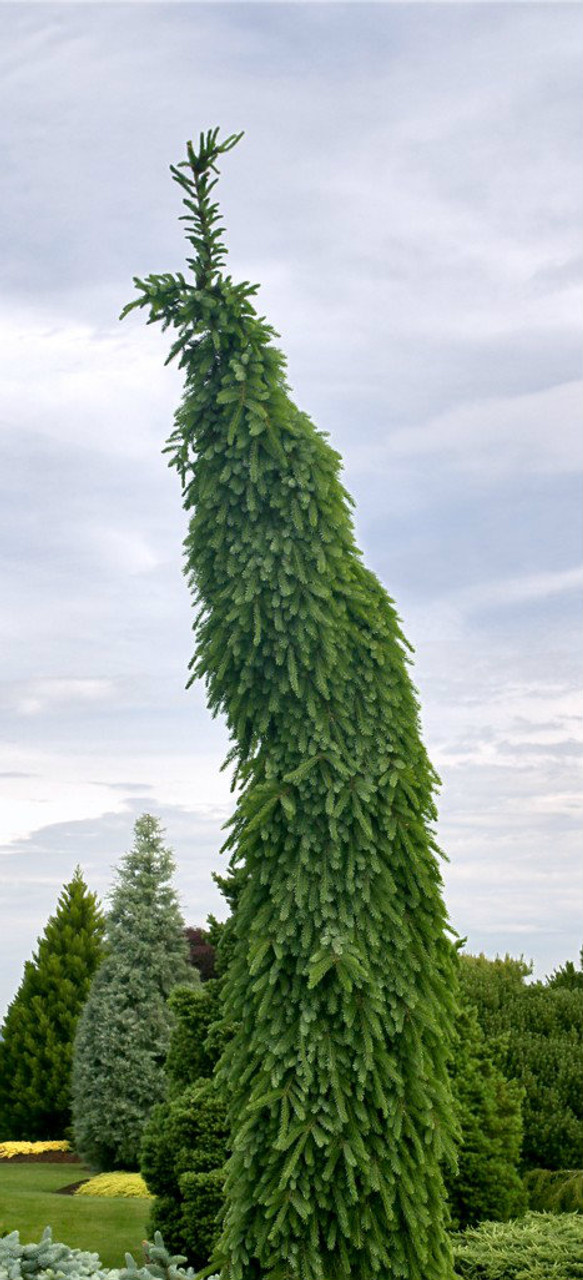 Picea omorika ' Bruns Pendula ' Narrow Weeping Serbian ...