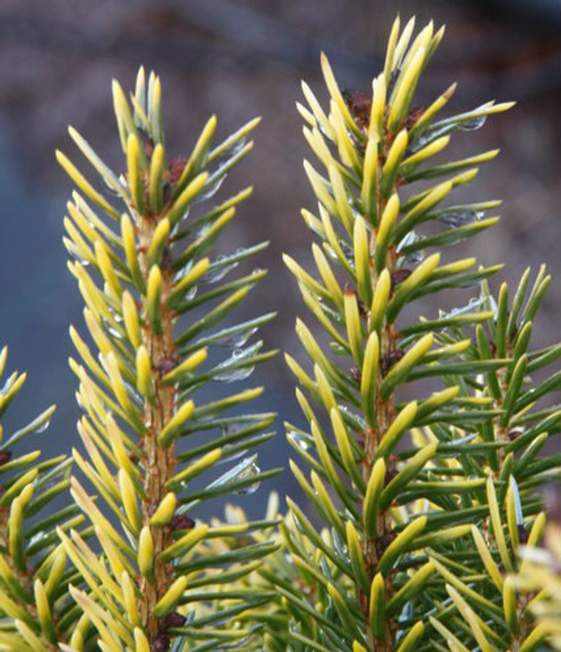 Picea omorika ' Peve Tijn ' Dwarf Serbian Spruce - Kigi ...