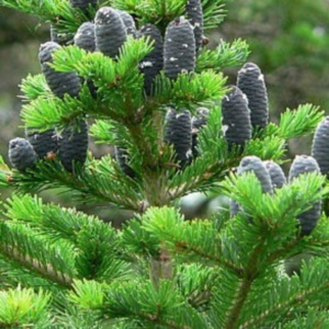Abies sibirica Siberian Fir - Kigi Nursery