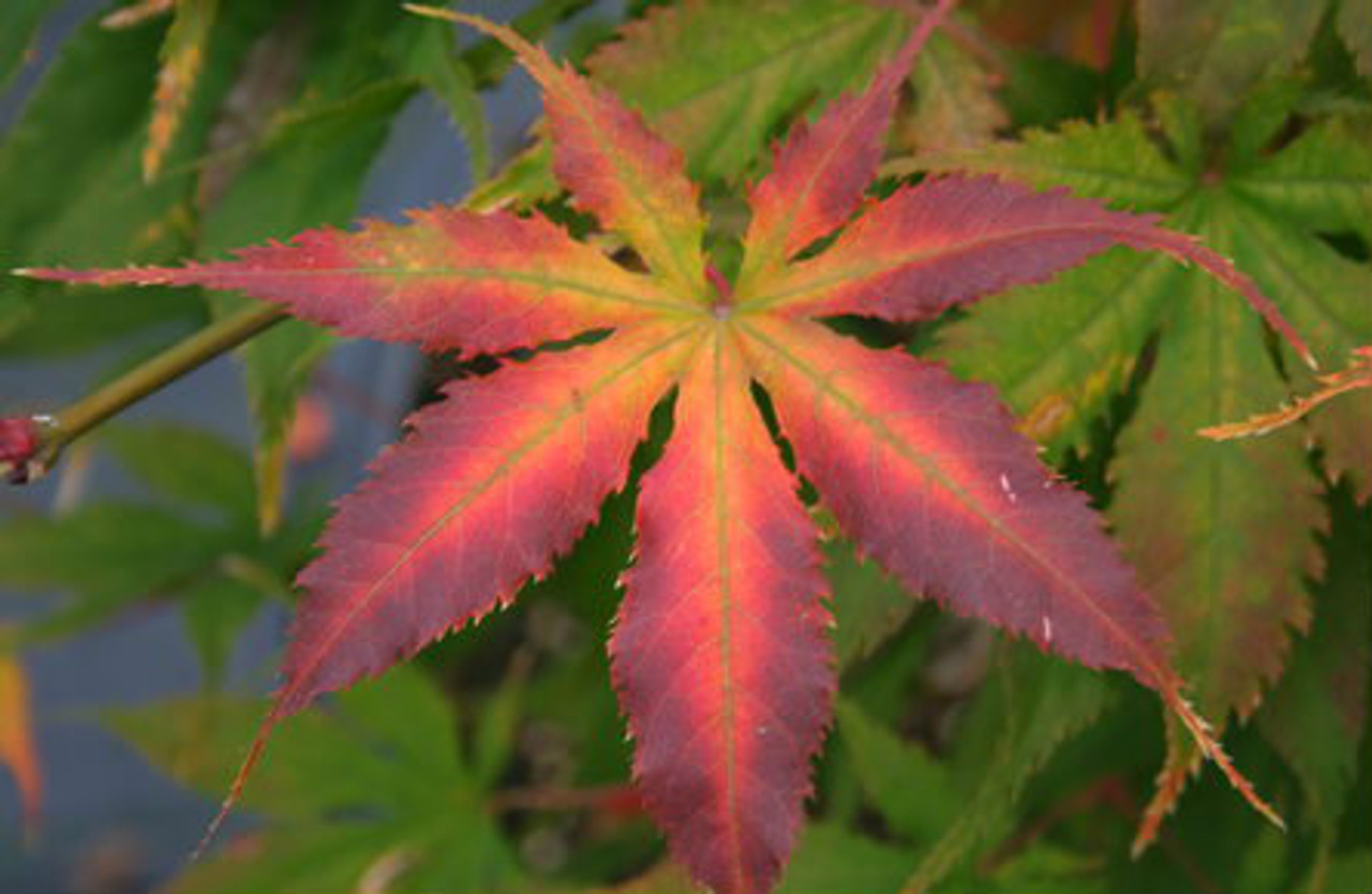 Acer palmatum ' Grandma Ghost ' Variegated Japanese Maple ...