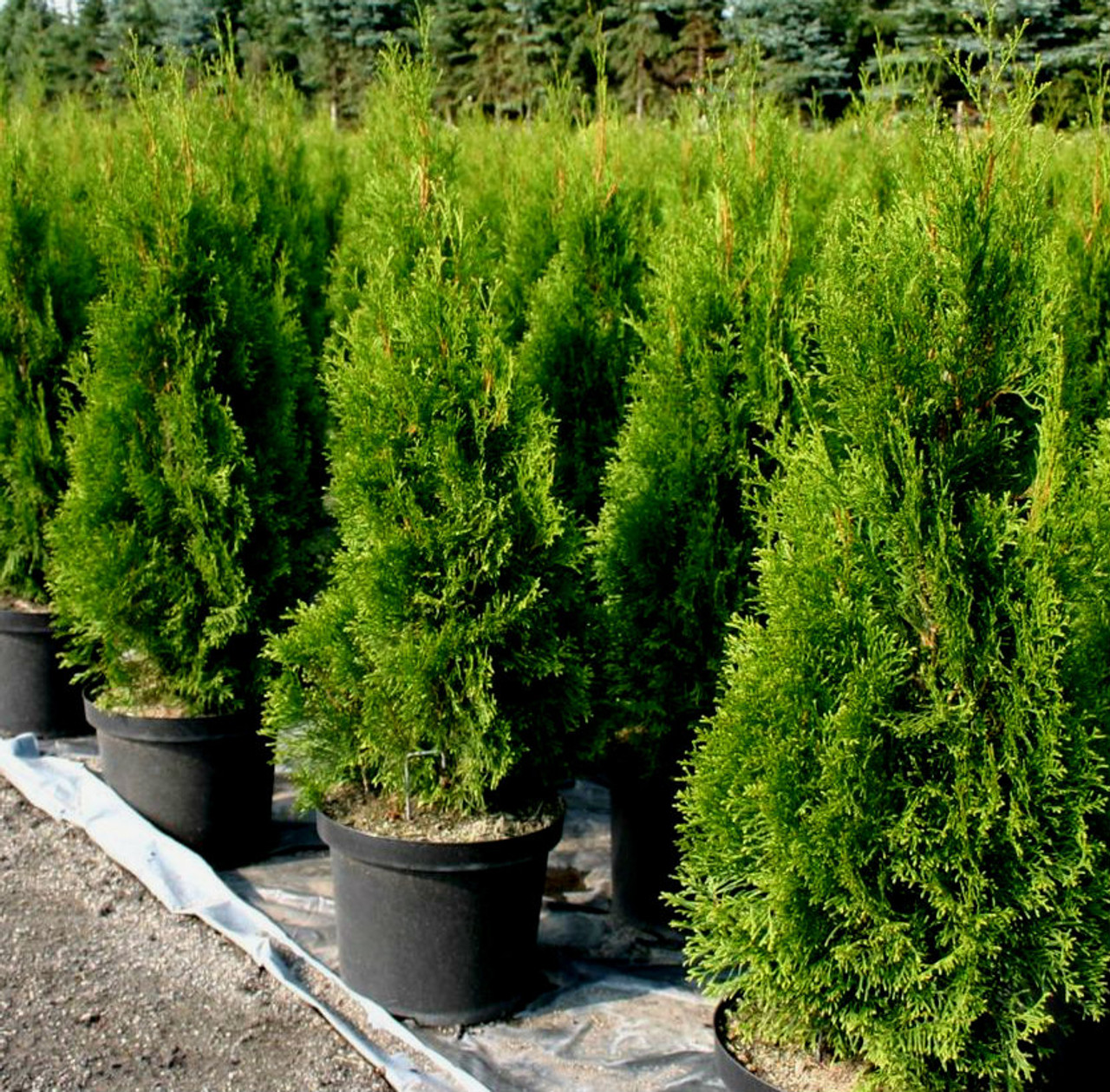 Thuja occidentalis ' Smaragd ' Columnar Eastern Arborvitae - Kigi Nursery