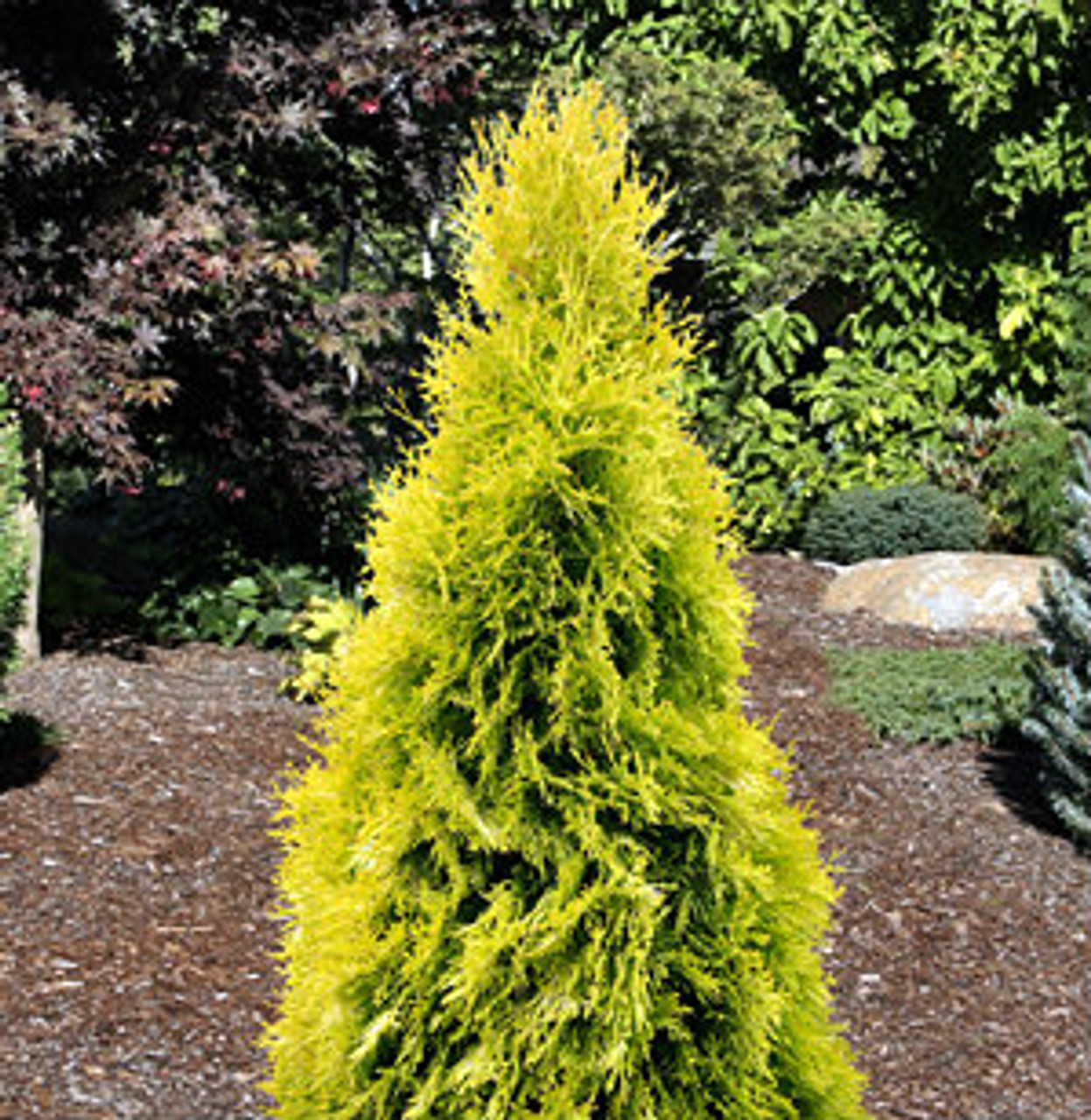 Thuja occidentalis ' Jantar ' PP22296 Golden Emerald Arborvitae Kigi