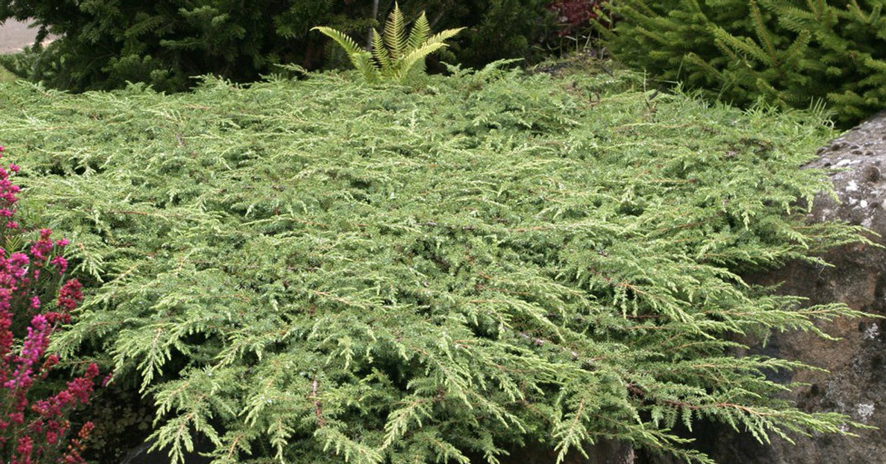 Juniperus communis ' Green Carpet ' Dwarf Spreading Common Juniper