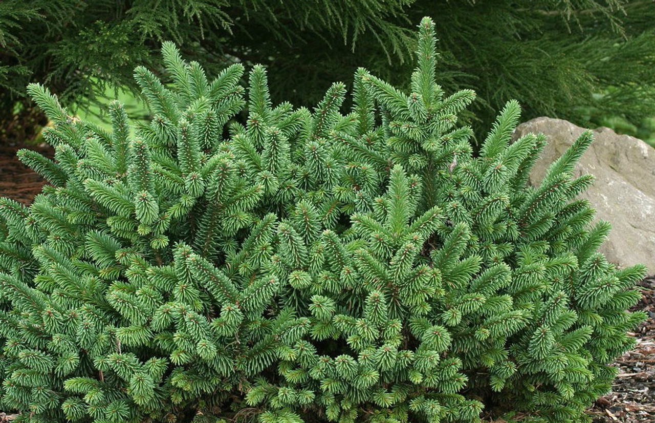 Picea abies ' Motala ' Dwarf Norway Spruce - Kigi Nursery