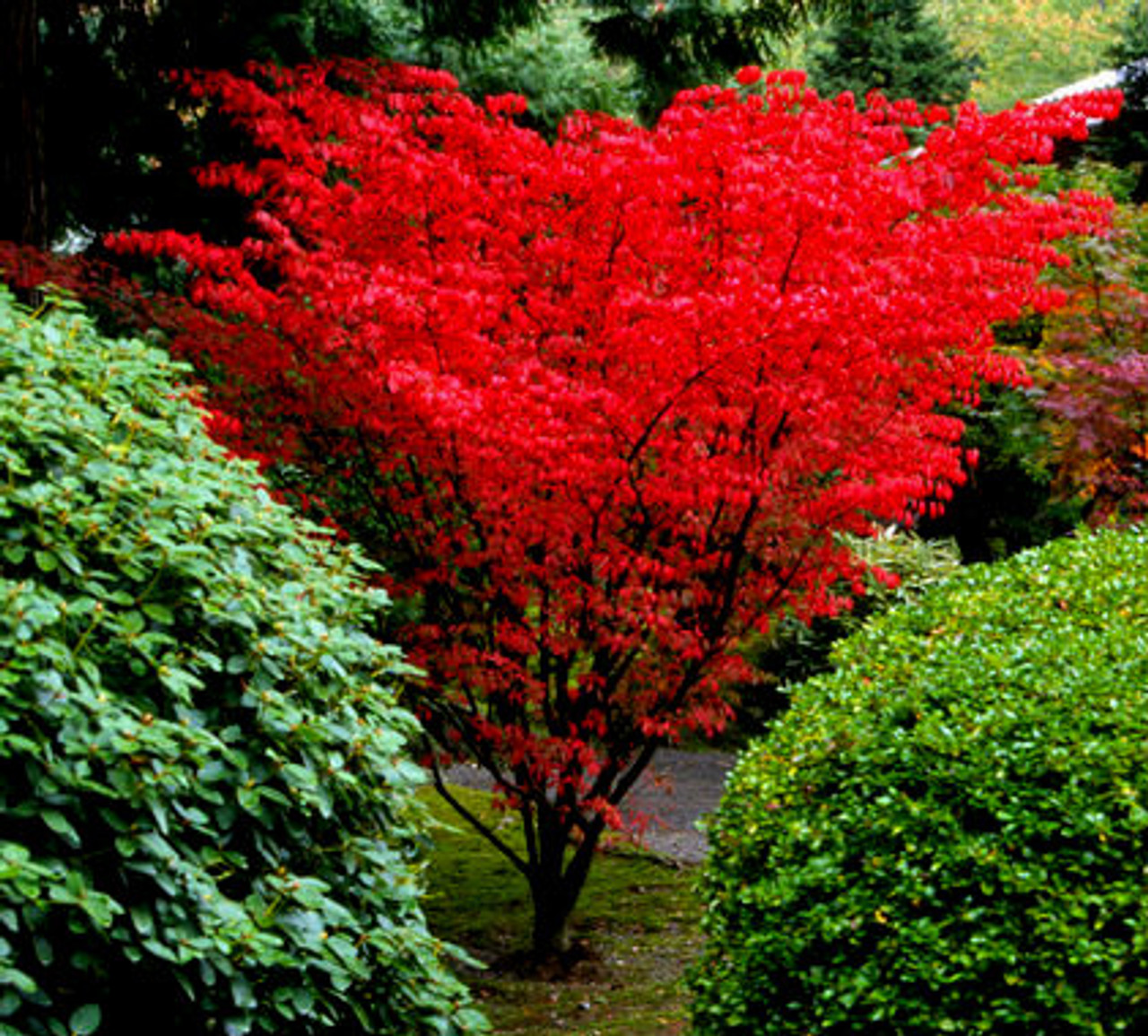 dwarf japanese red maple tree