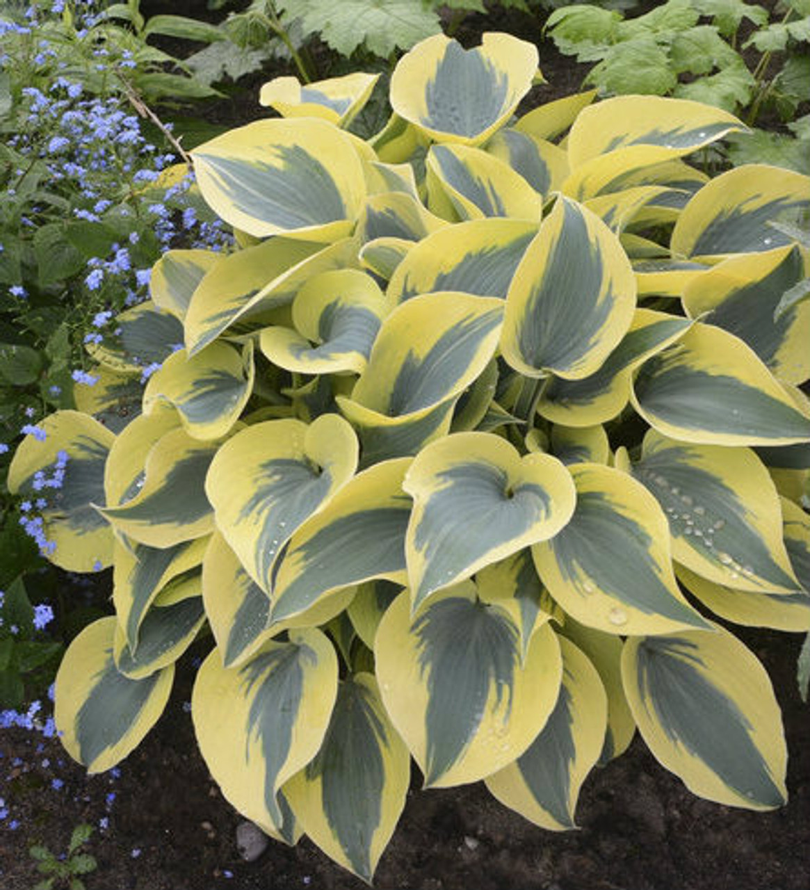 Hosta ' Autumn Frost ' Blue With White Margins Kigi Nursery