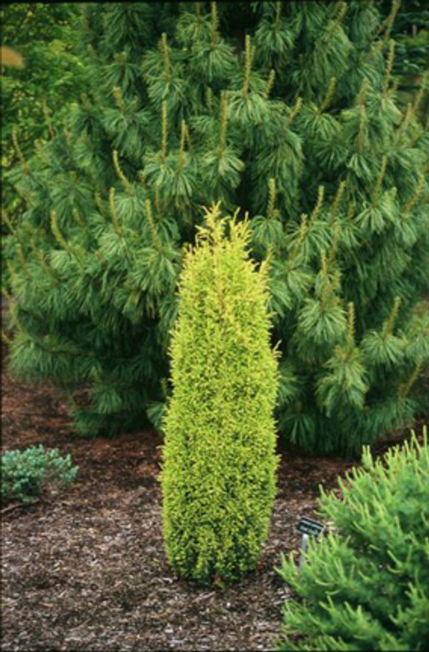 Juniperus communis ' Gold Cone ' Dwarf Golden Common Juniper Kigi Nursery