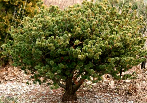 Pinus parviflora ' Adcock's Dwarf ' Japanese White Pine - Kigi Nursery