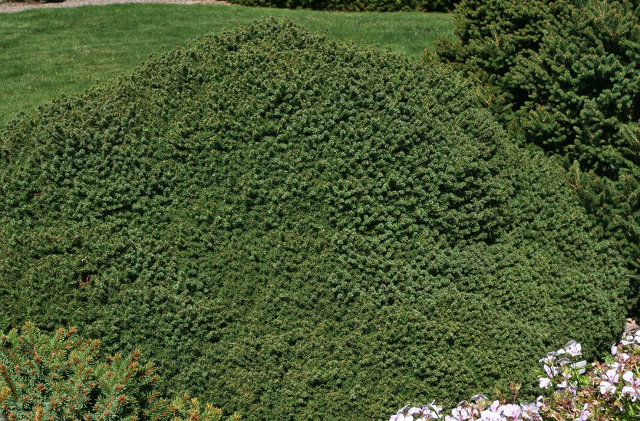 Picea abies ' Little Gem ' Dwarf Norway Spruce - Kigi Nursery