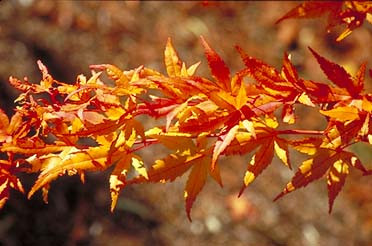 Acer palmatum ' Japanese Sunrise ' Japanese Maple Kigi Nursery