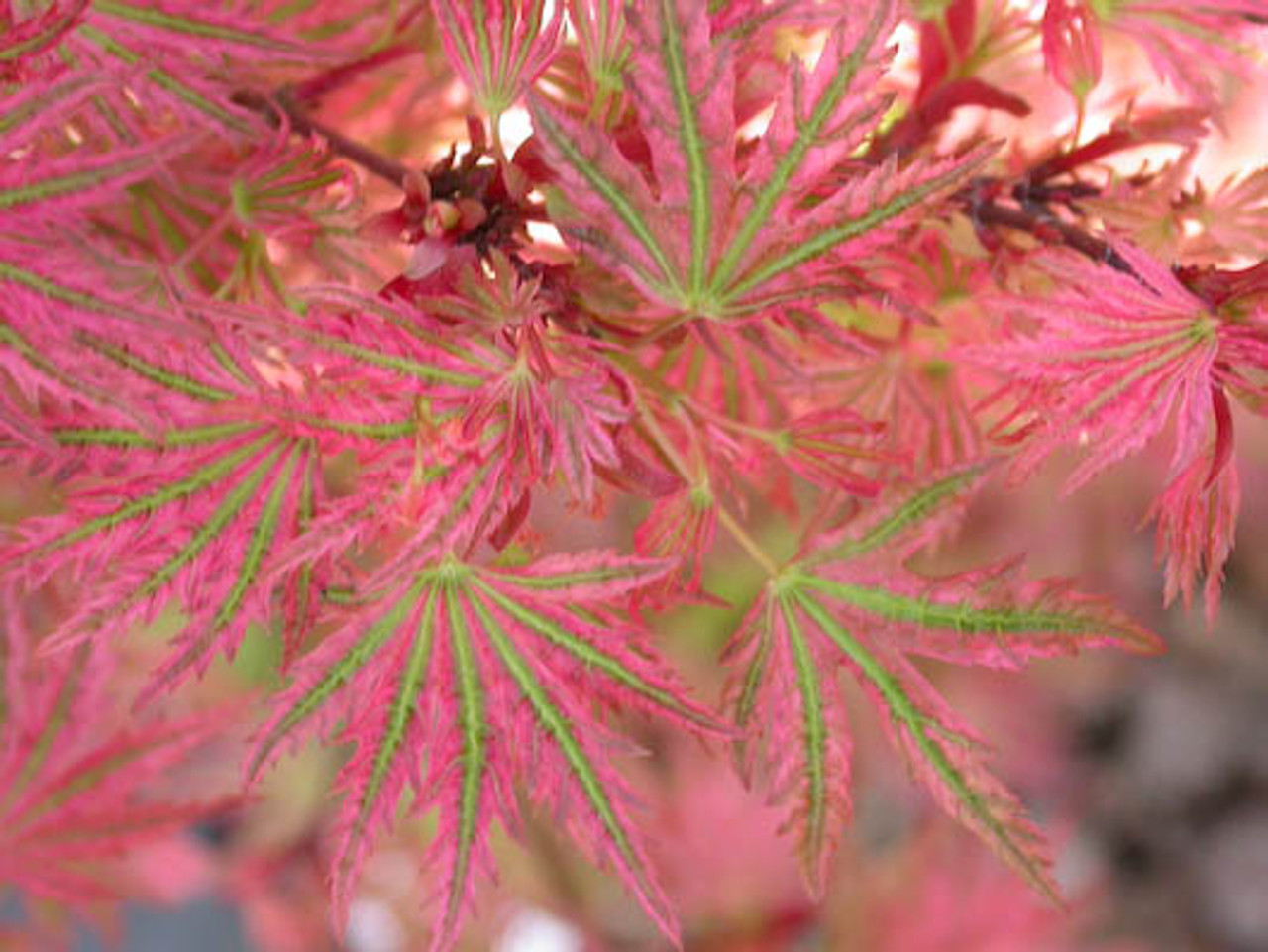 Acer palmatum ' Abigail Rose ' Dwarf Japanese Maple - Kigi Nursery