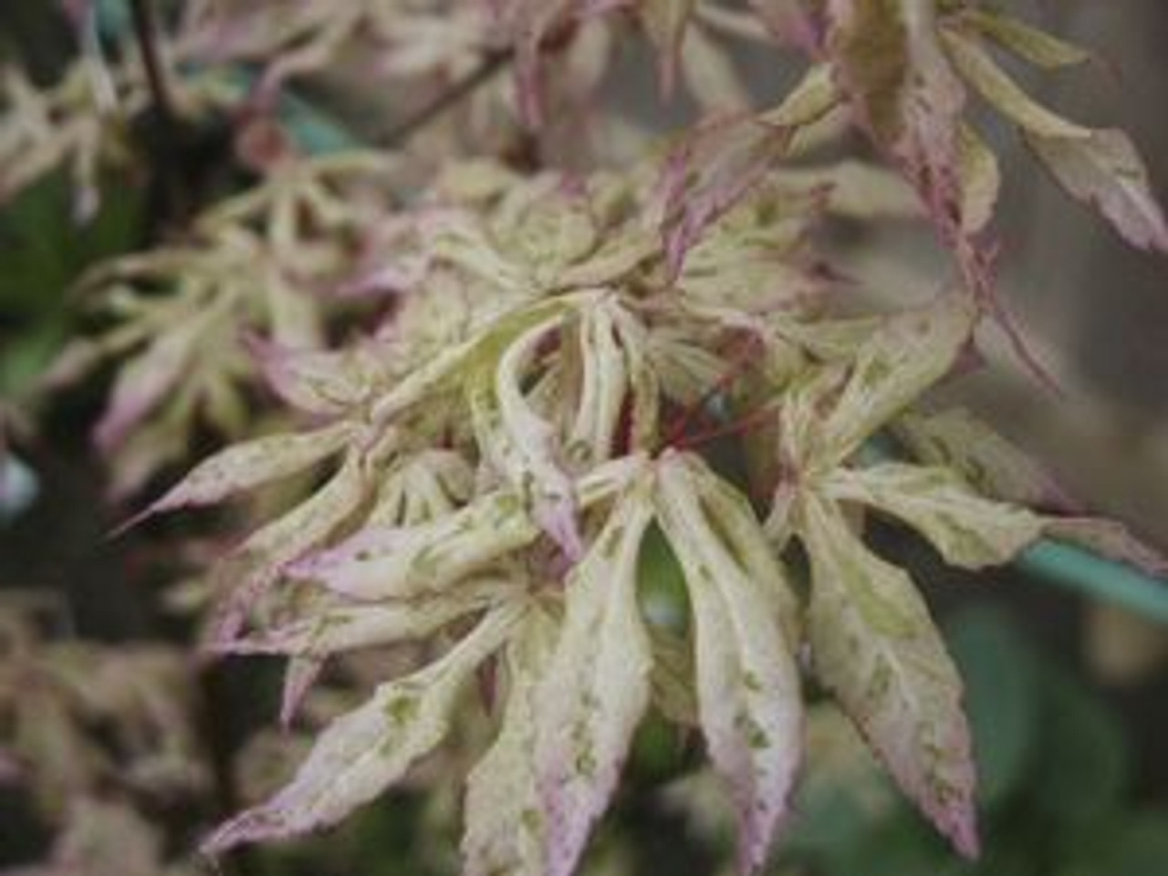 Acer palmatum ' Ukigumo ' Floating Clouds Japanese Maple Tree Kigi