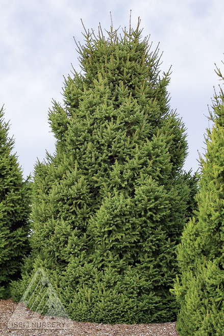 Picea Abies ' Sherwood Compact ' Narrow Norway Spruce - Kigi Nursery