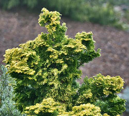 Chamaecyparis obtusa ' Verdoni ' Dwarf Golden Hinoki Cypress - Kigi Nursery