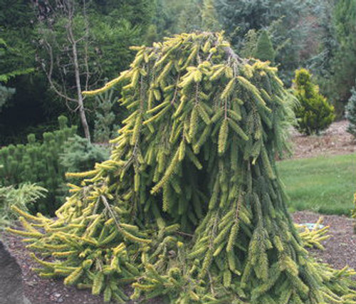 Picea Abies Gold Drift Dwarf Weeping Golden Norway Spruce Picea Abies Gold Drift Dwarf Weeping Golden Norway Spruce