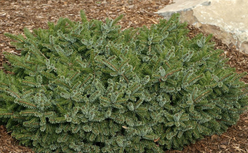 Picea omorika ' Gotelli Weeping ' Pendulous Serbian Spruce ...