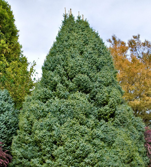 Picea omorika ' Bruns Pendula ' Narrow Weeping Serbian ...