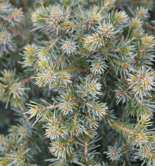 Picea omorika ' Osmaston #1 ' Dwarf Serbian Spruce - Kigi ...