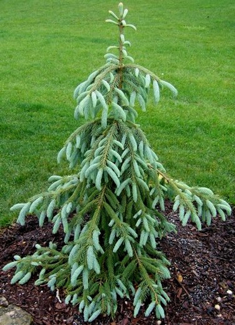 Picea omorika ' Gotelli Weeping ' Pendulous Serbian Spruce ...