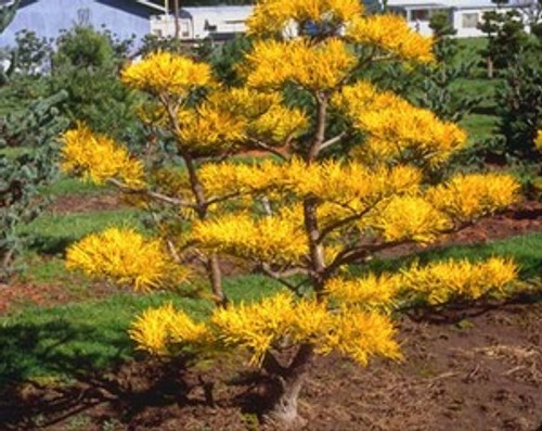 pinus virginiana wate s golden gold scrub pine kigi nursery