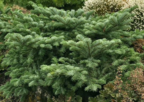 drive 9 nursery cork ' Glauca Blue Prostrata procera Crawling Abies Noble Fir '