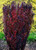 Berberis thunbergii ' Helmond Pillar ' Upright Red Japanese Barberry - Kigi Nursery