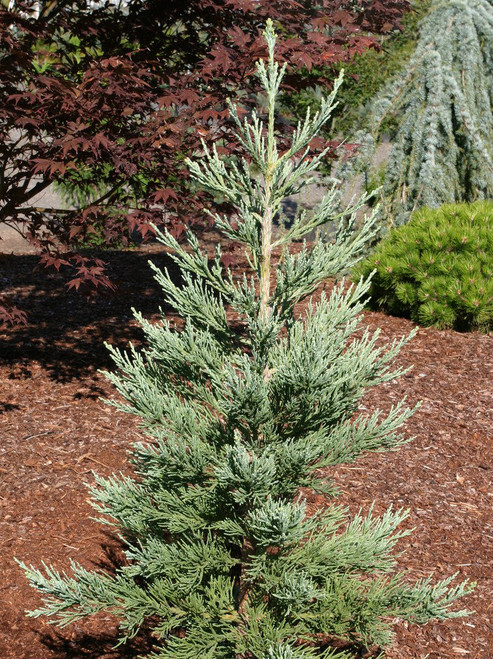 Sequoiadendron Giganteum ' Glaucum ' Blue Giant Redwood - Kigi Nursery