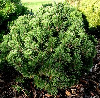 Pinus mugo gnom