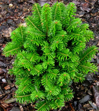 Abies lasiocarpa compacta