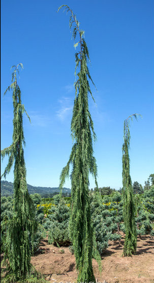 Chamaecyparis nootkatensis ' Strict Weeping ' Weeping