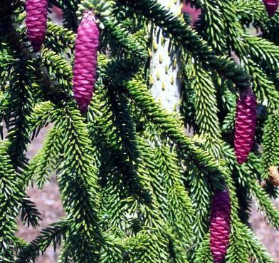 Picea Orientalis Pendula Weeping Oriental Spruce Picea Orientalis Pendula Weeping Oriental Spruce