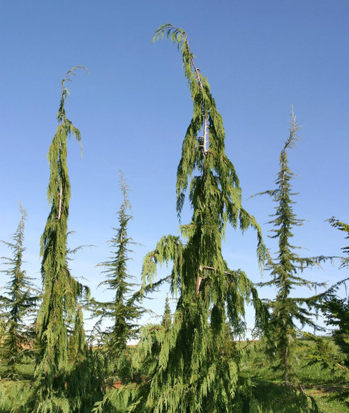 dwarf weeping nootka cypress