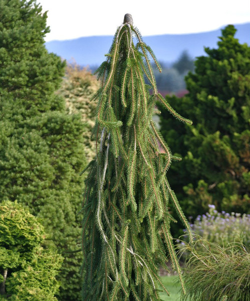 Picea abies ' Cobra ' Weeping Creeping Norway Spruce - Kigi Nursery