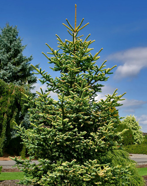 Abies pinsapo ’ Aurea ’ Golden Spanish Fir - Kigi Nursery