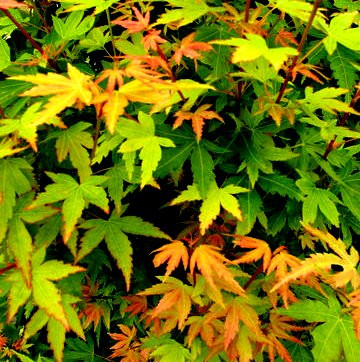 Acer Palmatum Fjellhiem Anese Maple Tree Kigi Nursery Dwarf C Bark Maple