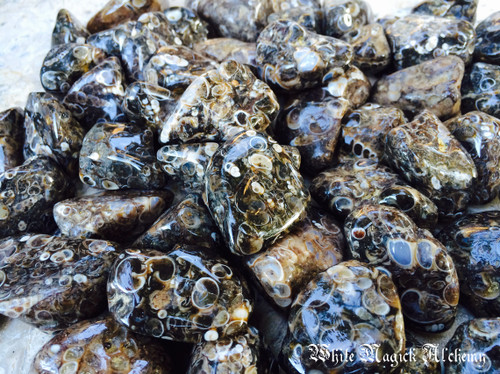 Turritella Agate Tumbled Gemstones Large