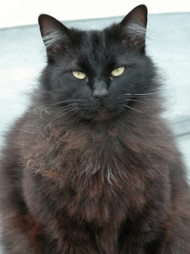 Black Cat Oil for Reversing Bad Luck and Negative Energies, Love and Money Drawing - Alchemist Tree