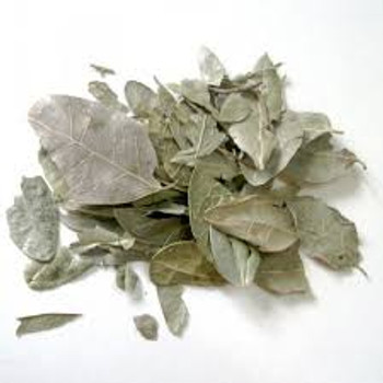 BOLDO CHILENO (Peumus boldus) BOLDO CHILENO (Peumus boldus)