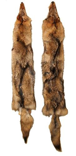 tanned coyote pelt fur tfcoy allpredatorcalls com